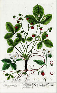 Illustration Fragaria